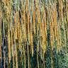 Fotografia 1 da espécie Allocasuarina verticillata do Jardim Botânico UTAD