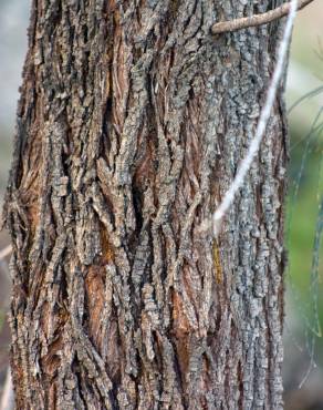 Fotografia 10 da espécie Allocasuarina verticillata no Jardim Botânico UTAD
