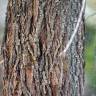 Fotografia 10 da espécie Allocasuarina verticillata do Jardim Botânico UTAD