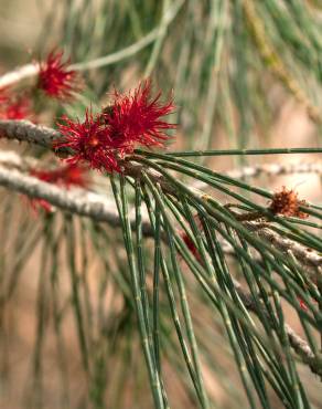 Fotografia 11 da espécie Allocasuarina verticillata no Jardim Botânico UTAD