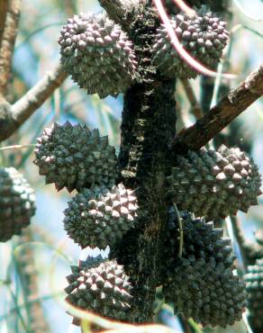 Fotografia 12 da espécie Allocasuarina verticillata no Jardim Botânico UTAD