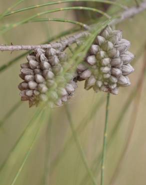 Fotografia 13 da espécie Allocasuarina verticillata no Jardim Botânico UTAD