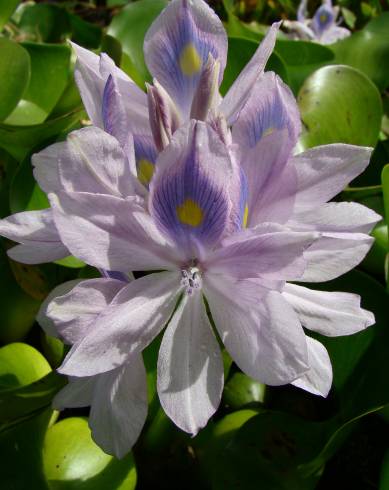 Fotografia de capa Pontederia crassipes - do Jardim Botânico