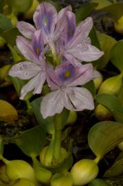 Fotografia da espécie Pontederia crassipes