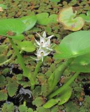 Fotografia da espécie Heteranthera reniformis