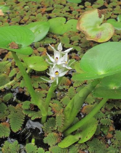 Fotografia de capa Heteranthera reniformis - do Jardim Botânico