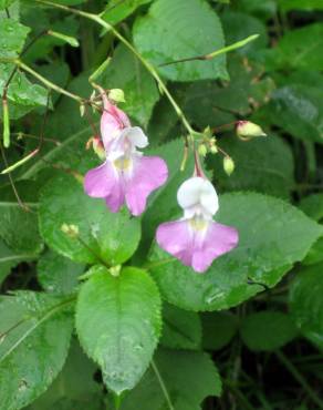 Fotografia 5 da espécie Impatiens balfourii no Jardim Botânico UTAD