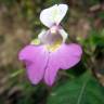 Fotografia 6 da espécie Impatiens balfourii do Jardim Botânico UTAD