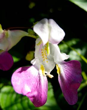 Fotografia 9 da espécie Impatiens balfourii no Jardim Botânico UTAD