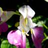 Fotografia 9 da espécie Impatiens balfourii do Jardim Botânico UTAD