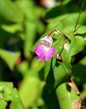 Fotografia 14 da espécie Impatiens balfourii no Jardim Botânico UTAD