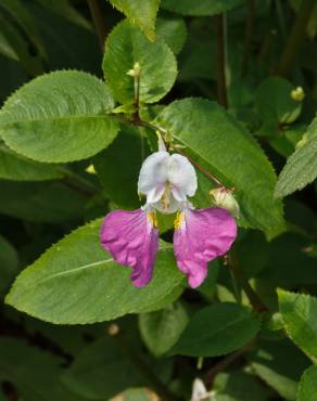 Fotografia 15 da espécie Impatiens balfourii no Jardim Botânico UTAD