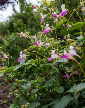 Fotografia 16 da espécie Impatiens balfourii no Jardim Botânico UTAD