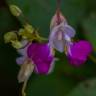 Fotografia 18 da espécie Impatiens balfourii do Jardim Botânico UTAD