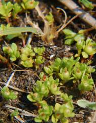 Anagallis minima