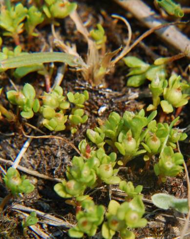 Fotografia de capa Anagallis minima - do Jardim Botânico