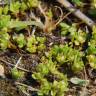 Fotografia 1 da espécie Anagallis minima do Jardim Botânico UTAD