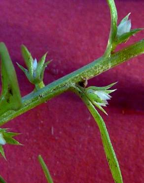 Fotografia 3 da espécie Anagallis minima no Jardim Botânico UTAD