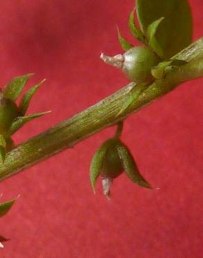 Fotografia 4 da espécie Anagallis minima no Jardim Botânico UTAD