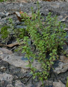 Fotografia 6 da espécie Anagallis minima no Jardim Botânico UTAD