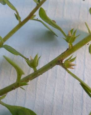 Fotografia 7 da espécie Anagallis minima no Jardim Botânico UTAD