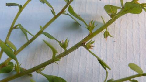 Fotografia da espécie Anagallis minima