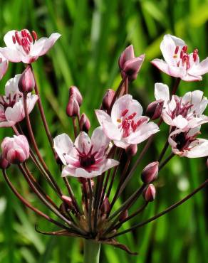 Fotografia 5 da espécie Butomus umbellatus no Jardim Botânico UTAD