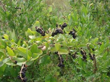 Fotografia da espécie Coriaria myrtifolia