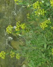 Fotografia da espécie Bupleurum fruticosum