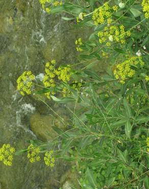 Fotografia 1 da espécie Bupleurum fruticosum no Jardim Botânico UTAD