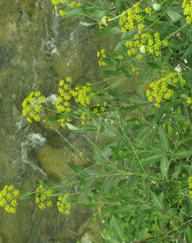 Fotografia de capa Bupleurum fruticosum - do Jardim Botânico