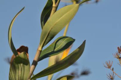 Fotografia da espécie Bupleurum fruticosum