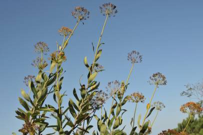 Fotografia da espécie Bupleurum fruticosum
