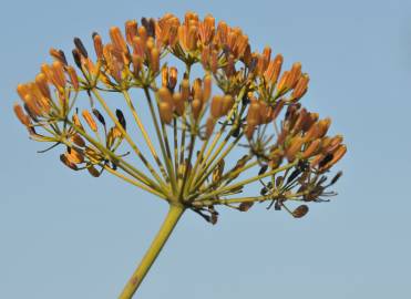 Fotografia da espécie Bupleurum fruticosum