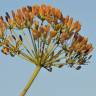 Fotografia 6 da espécie Bupleurum fruticosum do Jardim Botânico UTAD