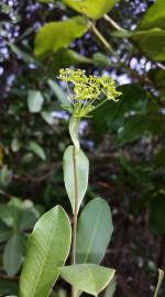 Fotografia da espécie Bupleurum fruticosum