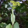 Fotografia 7 da espécie Bupleurum fruticosum do Jardim Botânico UTAD