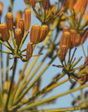 Fotografia 8 da espécie Bupleurum fruticosum no Jardim Botânico UTAD