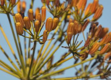 Fotografia da espécie Bupleurum fruticosum