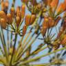 Fotografia 8 da espécie Bupleurum fruticosum do Jardim Botânico UTAD