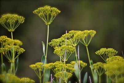 Fotografia da espécie Bupleurum fruticosum