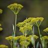 Fotografia 9 da espécie Bupleurum fruticosum do Jardim Botânico UTAD