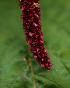 Fotografia 1 da espécie Amaranthus cruentus no Jardim Botânico UTAD