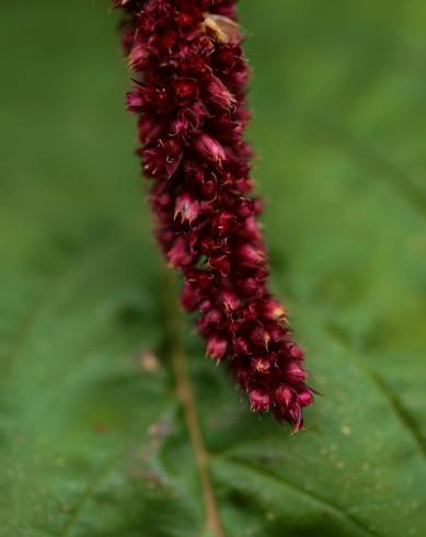 Fotografia de capa Amaranthus cruentus - do Jardim Botânico