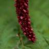 Fotografia 1 da espécie Amaranthus cruentus do Jardim Botânico UTAD