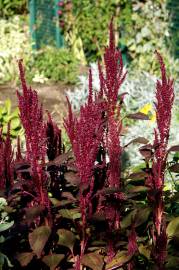 Fotografia da espécie Amaranthus cruentus