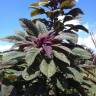Fotografia 5 da espécie Amaranthus cruentus do Jardim Botânico UTAD
