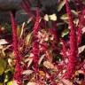 Fotografia 6 da espécie Amaranthus cruentus do Jardim Botânico UTAD