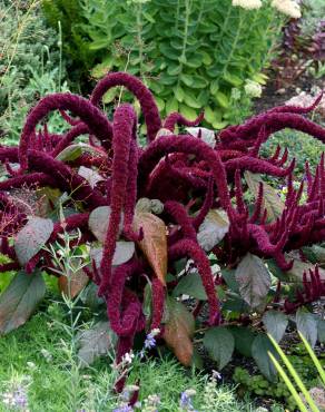 Fotografia 7 da espécie Amaranthus cruentus no Jardim Botânico UTAD