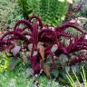 Fotografia 7 da espécie Amaranthus cruentus do Jardim Botânico UTAD